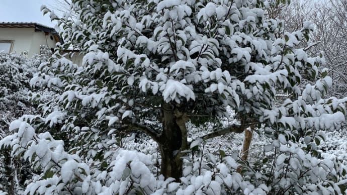 雪の日午後から積もる