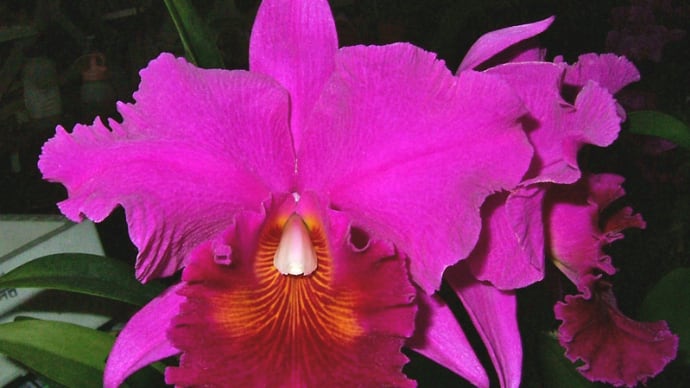 ◆Rlc. Memoria Crispin Rosales ‘Victory’