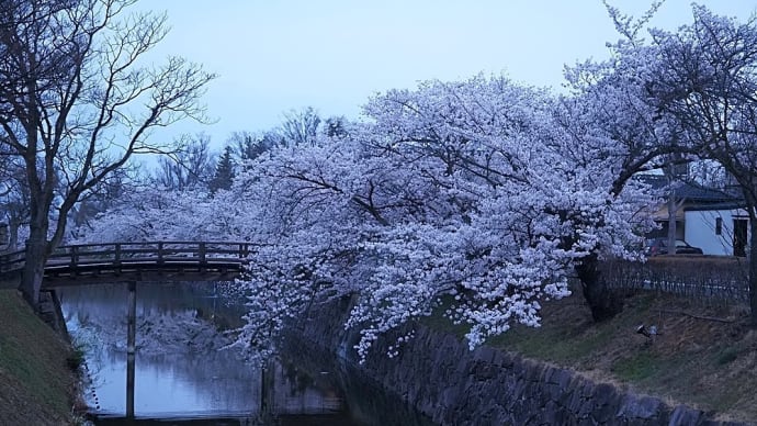 ★日の出前の桜と松本城 2025