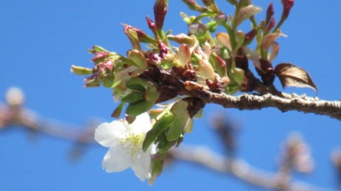 白花の桜