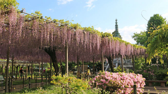 江南市 曼陀羅寺の藤 11