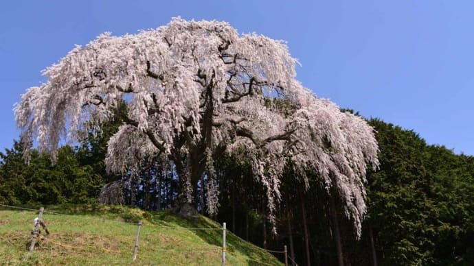 乙ヶ妻のしだれ桜~牧丘町①(回想)