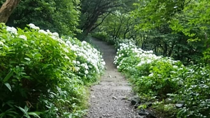 癒やされました