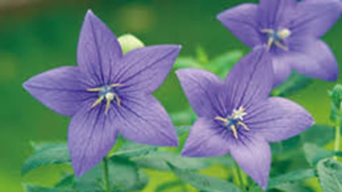 今日の誕生花