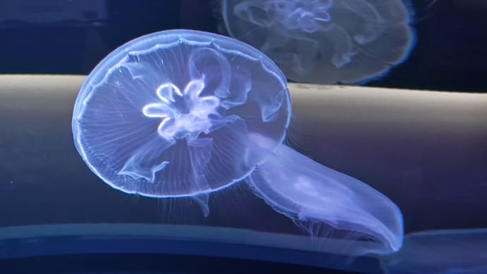 水族館での〜んびりな休日