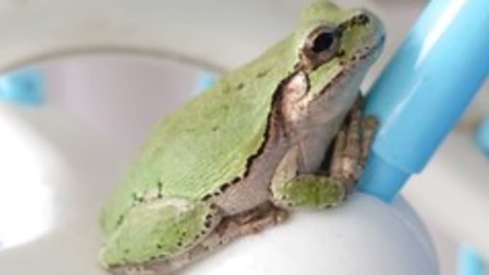 気まぐれ屋さん 🐸