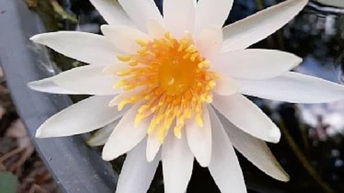 ナスタチウムやマリーゴールドの定植と真っ白な睡蓮の花が咲いたとですぅ~