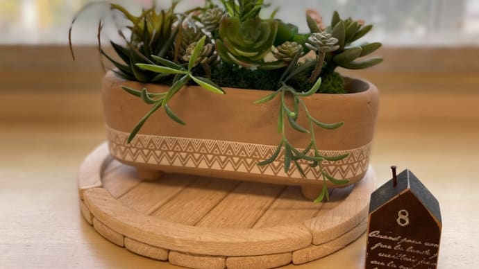 人気の多肉植物