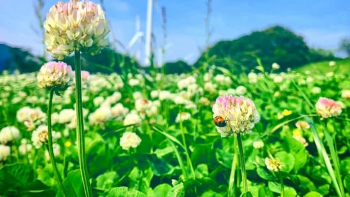 シロツメクサにおもいを