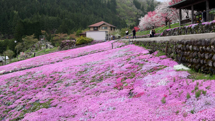 せせらぎ街道明宝 國田家の芝桜 2