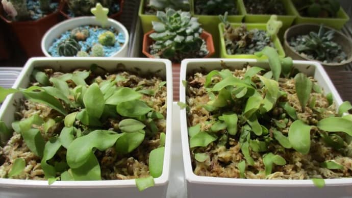 2021秋☆ロンギフォリア×カリキフィダ植替え