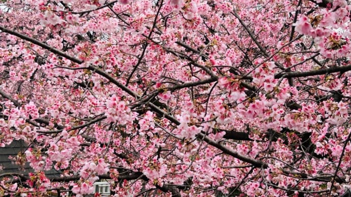 満開の安行桜🌸密蔵院🌸🌸🌸
