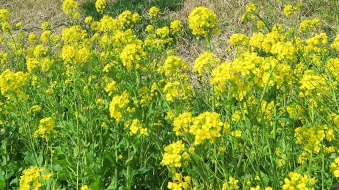 伊豆急行は河津駅付近の黒船列車と菜の花（２０１７年２月）