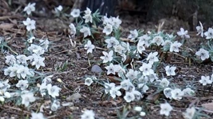 早春の花1