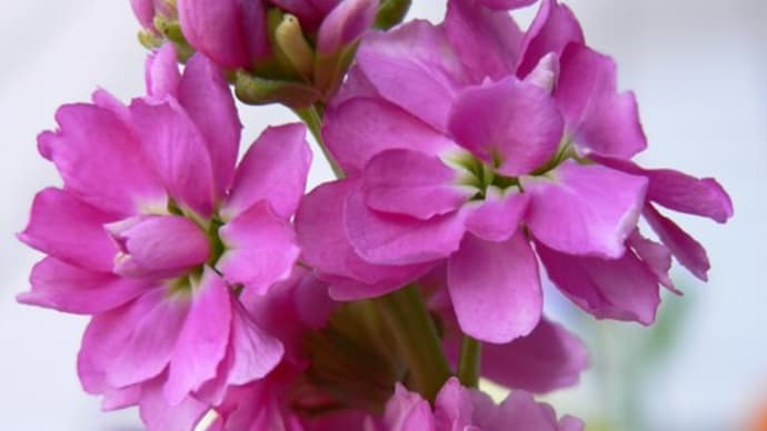 秋~春の花:ストック