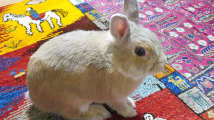 うさぎ学長!わちゃまる君!(その118)染めたい、わちゃまる君