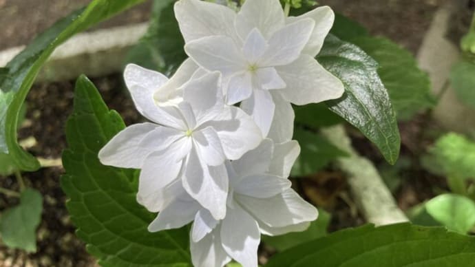 ガクアジサイ 墨田の花火(スミダノハナビ)、夕焼け