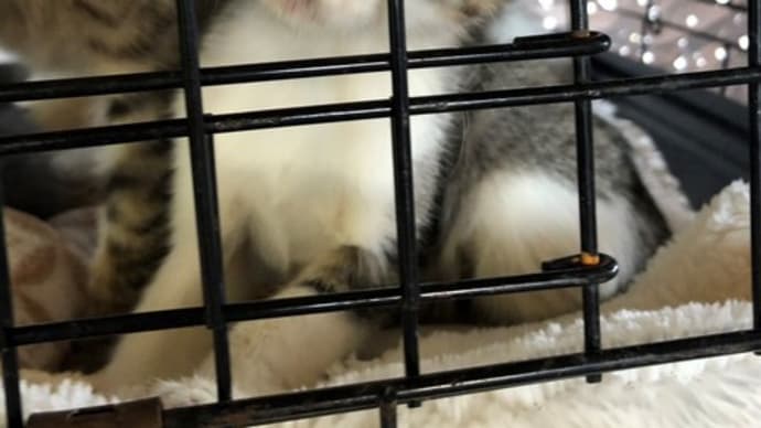 ハッシュタグ 保護猫 ボランティア 子猫 三重県津市 里親募集 Goo Blog Gooブログ ハッシュタグ 保護猫 ボランティア 子猫 三重県津市 里親募集 Goo Blog Gooブログ
