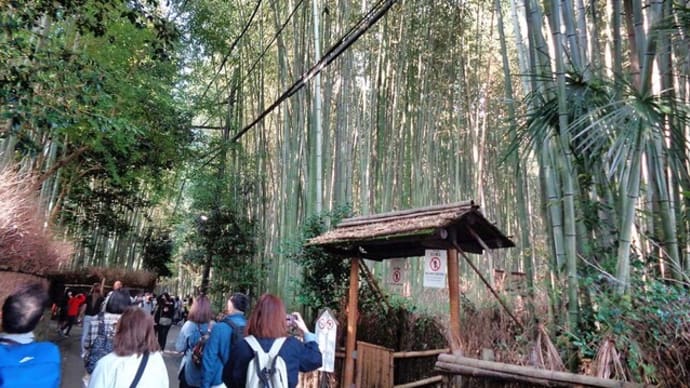 嵯峨野　竹林　2ニャンコ散歩