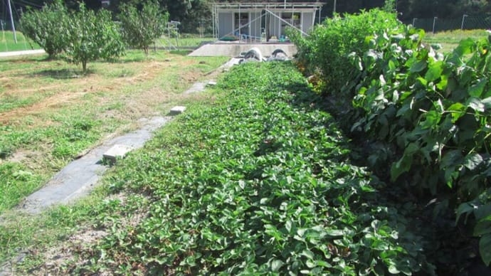 イチゴの植え付け準備