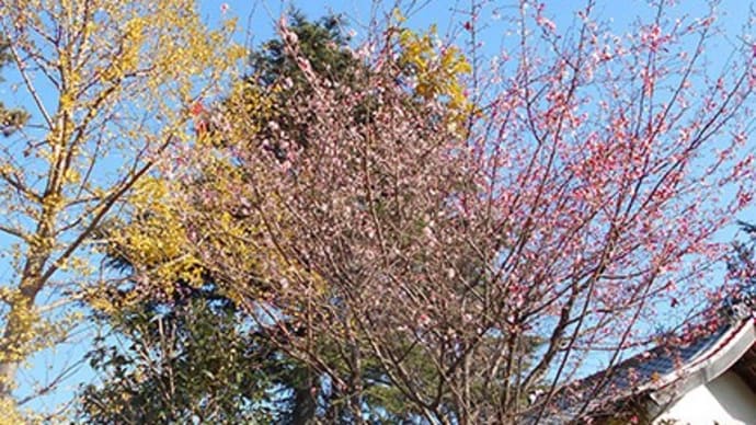 内陸砂丘に咲く冬の桜