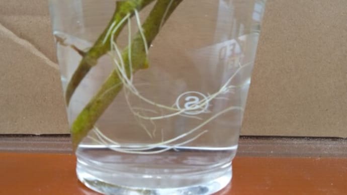 これから植えるミニトマト苗