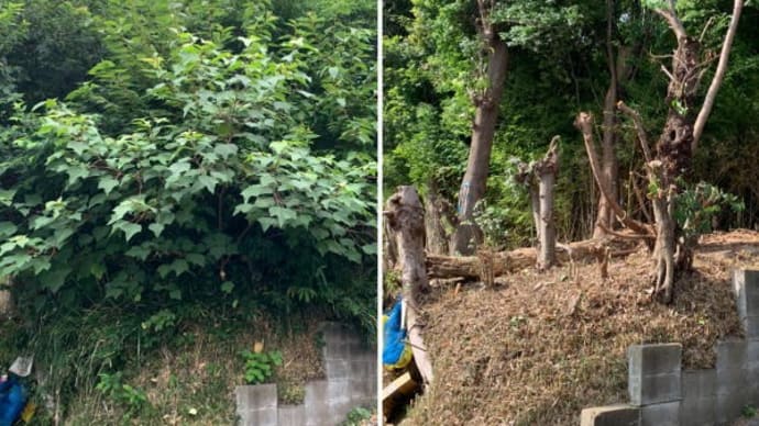 雑木林化してしまった空き地の桜の木の枝や雑木の枝が道路にはみ出し近隣住民にご迷惑かけていると道路にはみ出している部分の枝おろし整理作業