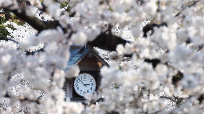 桜時計。。🌺「玉敷公園の桜」