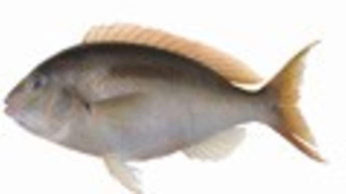 ヒトスジタマガシラ