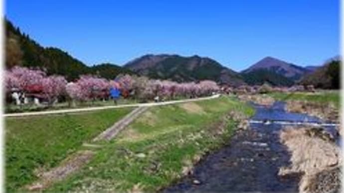 凱旋桜「岡山県真庭郡新庄村」2025