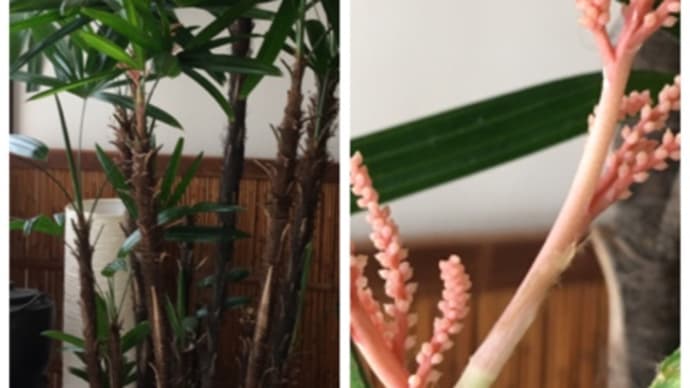シュロ竹に花が咲いた。