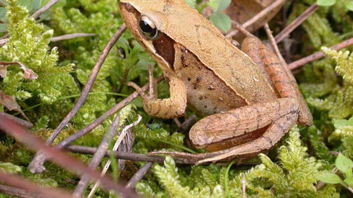 「自転車屋の生き物歳時記」!!「ニホンアカガエル」!!