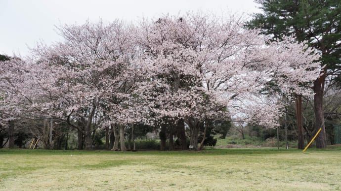 モカとお花見