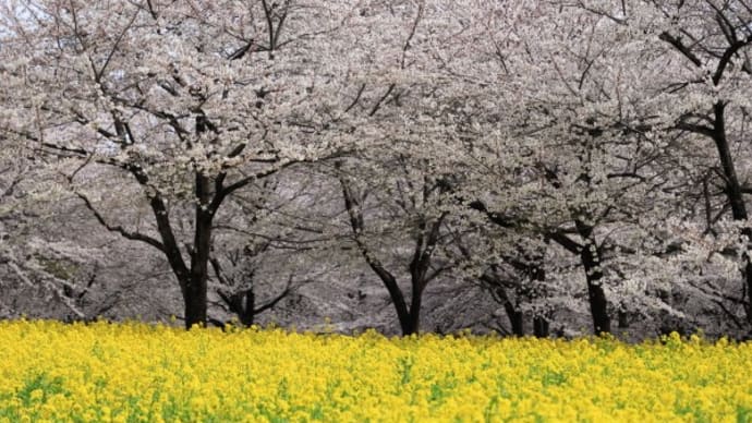 赤城千本桜公園の桜2025(その3)