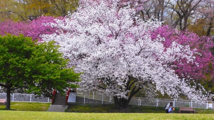 2025・4・8 こどもの国の桜