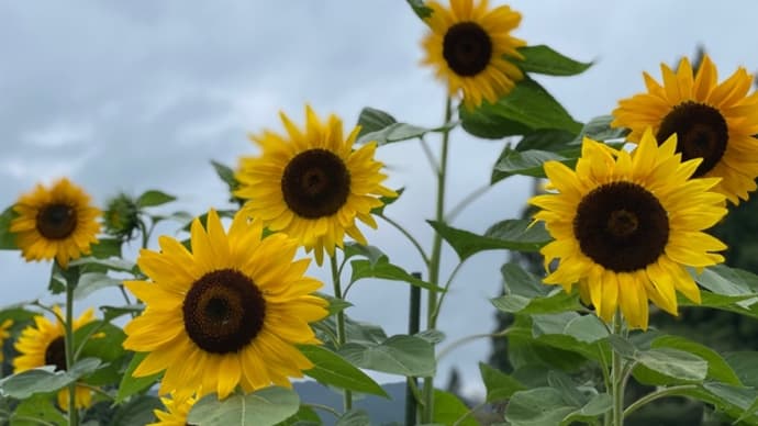 □8月発送□特別栽培米□