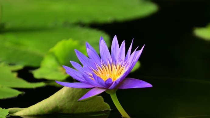 水生植物公園みずの森 温室の熱帯スイレン
