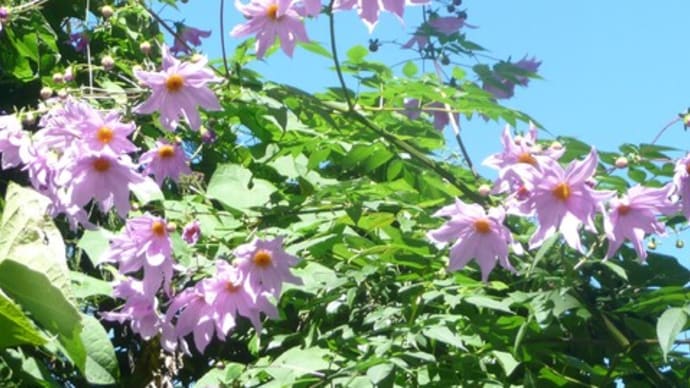 旧シッキム王国ひとり旅(4)ペリンの植物と植物園