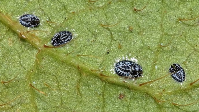 2023年 公園の虫さんたち! (4)《 ヒメグモに寄生バチの幼虫 》
