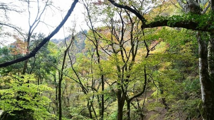 音水渓谷 明神滝 紅葉 '21