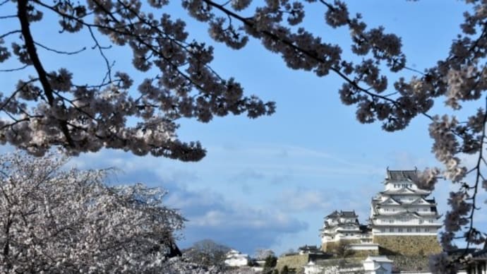 今日の姫路城と桜 '22.4.1