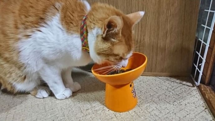 3月24日(木) 猫の麦とごまの日常日記