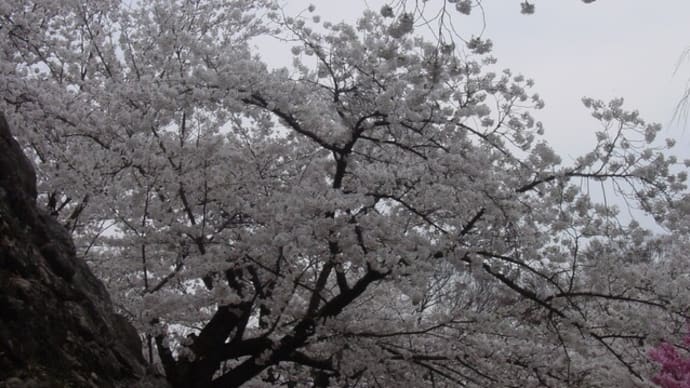 「小諸城址公園桜まつり」～写真と短歌で綴る世界文化紀行