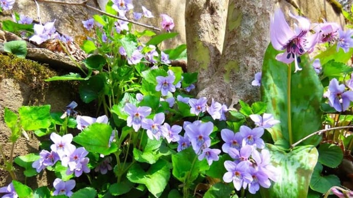 釜淵の滝と野の花