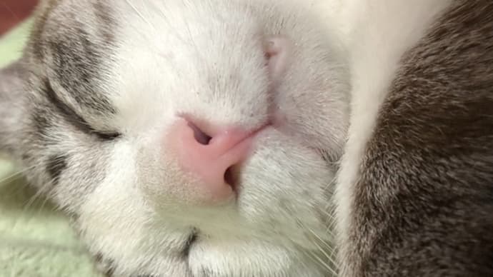 §2764 猫の日・・!😸