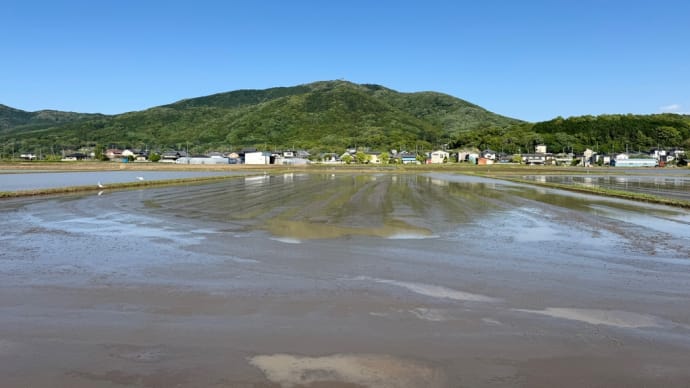 代掻き作業が続いています