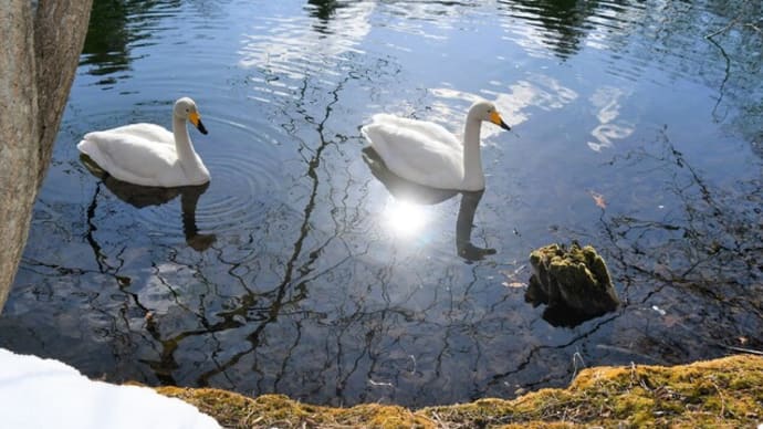 優しい春の陽射しと水鳥