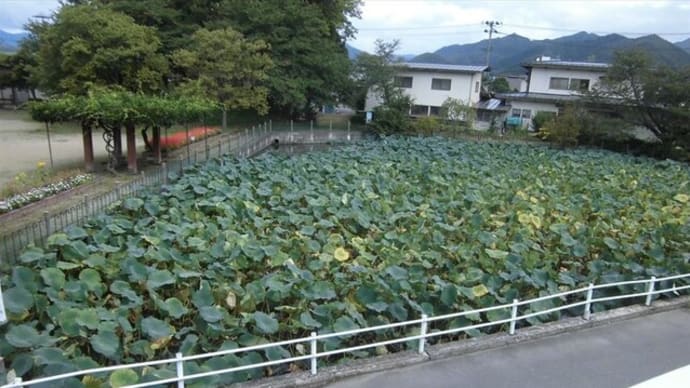 一人ぼっちのカルガモ 何処へ 近くの川に探がしに行く何回目か