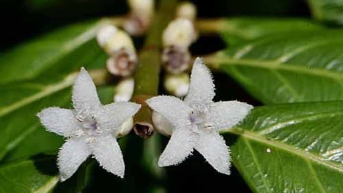 オオバルリミノキの花