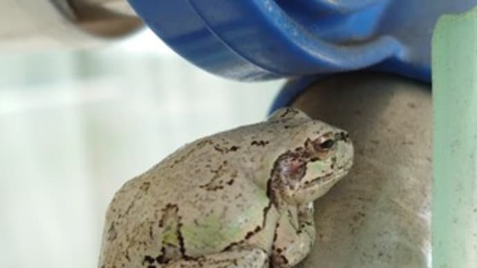 半眼 🐸
